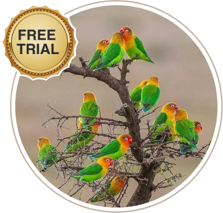 Header illustrator image